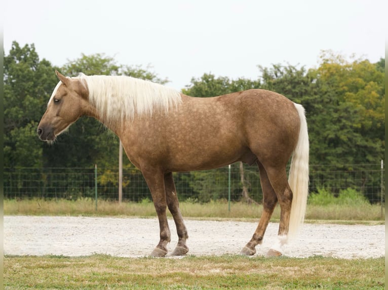 Cheval de trait Hongre 8 Ans 152 cm Palomino in Sweet Springs MO