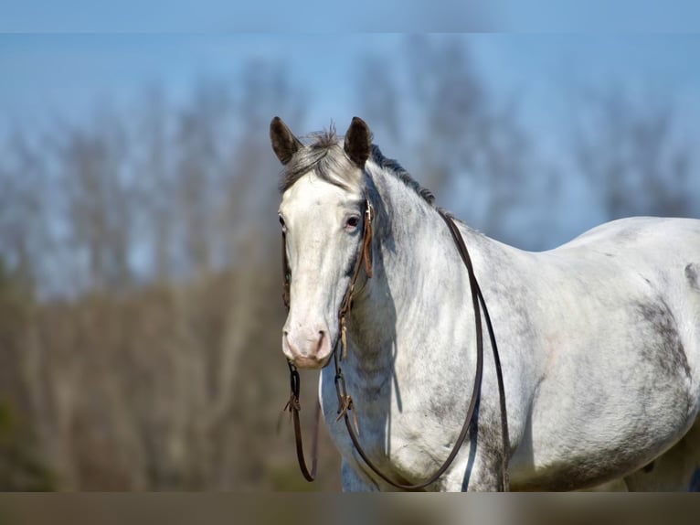 Cheval de trait Croisé Hongre 8 Ans 152 cm in Somerset, KY