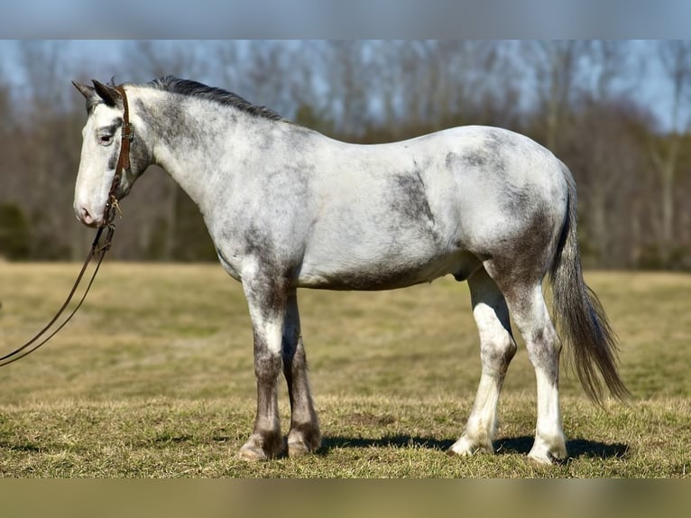 Cheval de trait Croisé Hongre 8 Ans 152 cm in Somerset, KY