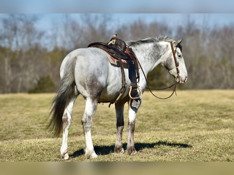 Cheval de trait Croisé Hongre 8 Ans 152 cm in Somerset, KY