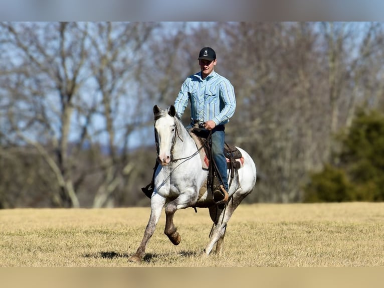 Cheval de trait Croisé Hongre 8 Ans 152 cm in Somerset, KY