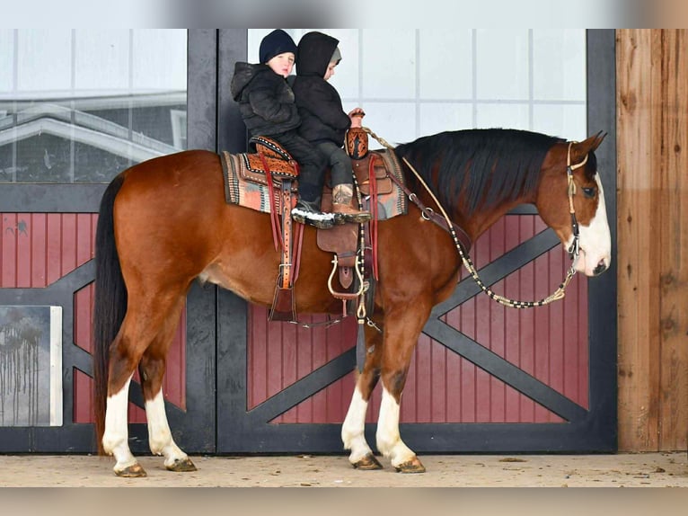 Cheval de trait Croisé Hongre 8 Ans 155 cm Bai cerise in Rebersburg