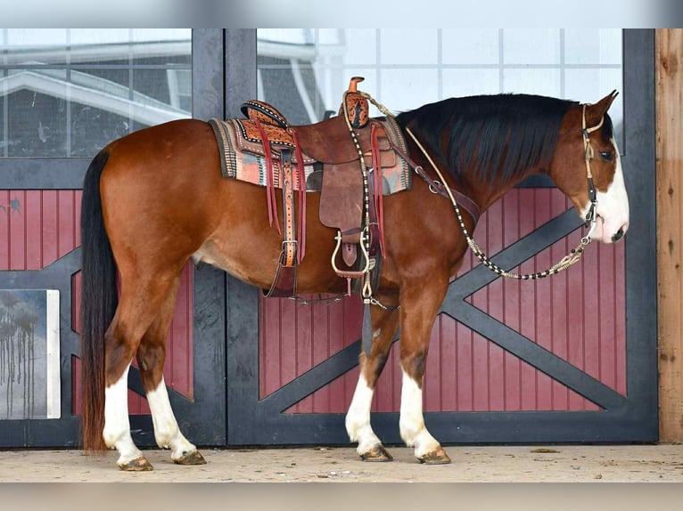 Cheval de trait Croisé Hongre 8 Ans 155 cm Bai cerise in Rebersburg
