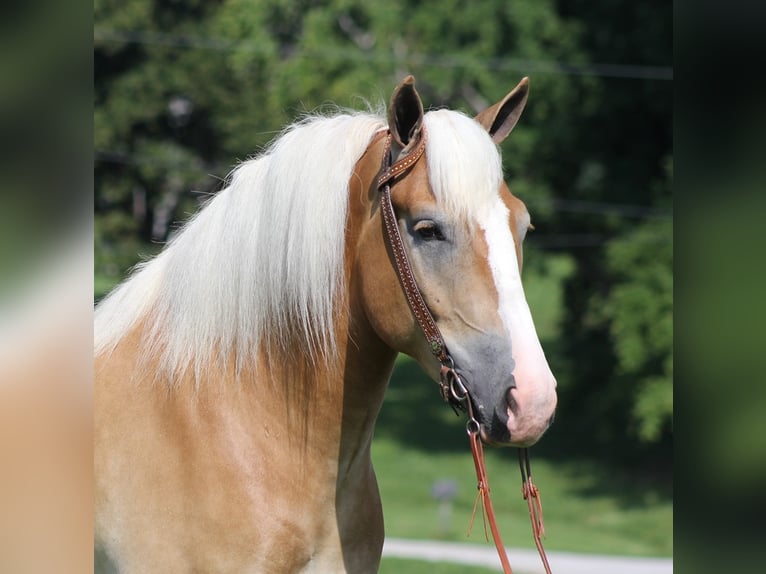 Cheval de trait Hongre 8 Ans 155 cm Palomino in Whitley city  Ky