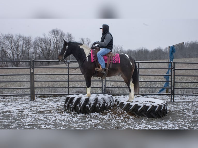 Cheval de trait Croisé Hongre 8 Ans 155 cm in Fredericksburg, OH