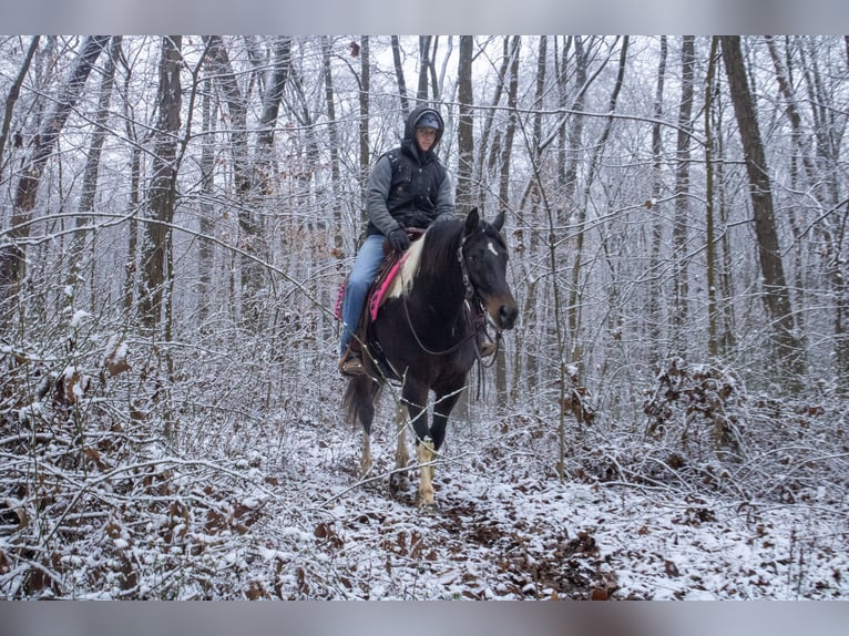 Cheval de trait Croisé Hongre 8 Ans 155 cm in Fredericksburg, OH