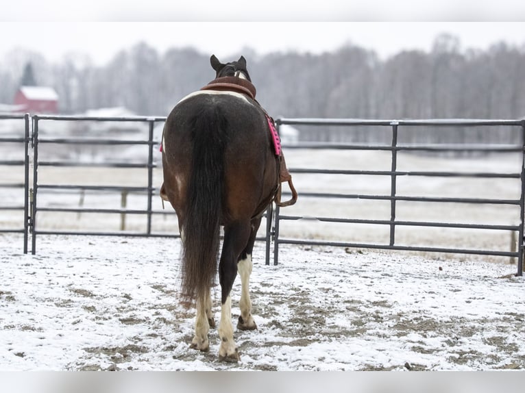 Cheval de trait Croisé Hongre 8 Ans 155 cm in Fredericksburg, OH