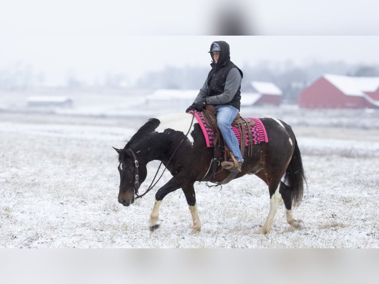 Cheval de trait Croisé Hongre 8 Ans 155 cm in Fredericksburg, OH