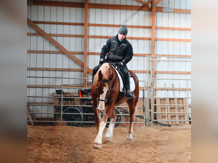 Cheval de trait Hongre 8 Ans 157 cm Alezan cuivré in Fairbanks IA