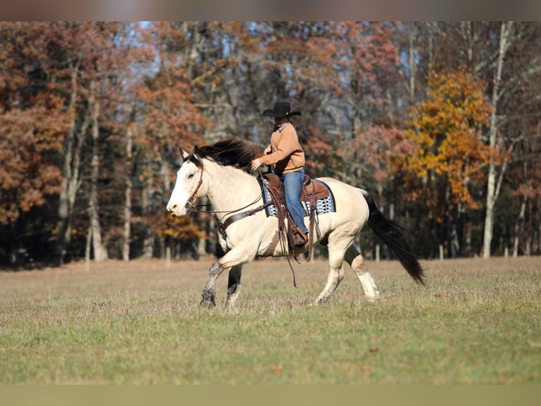 Cheval de trait Croisé Hongre 8 Ans 157 cm Buckskin in Clarion