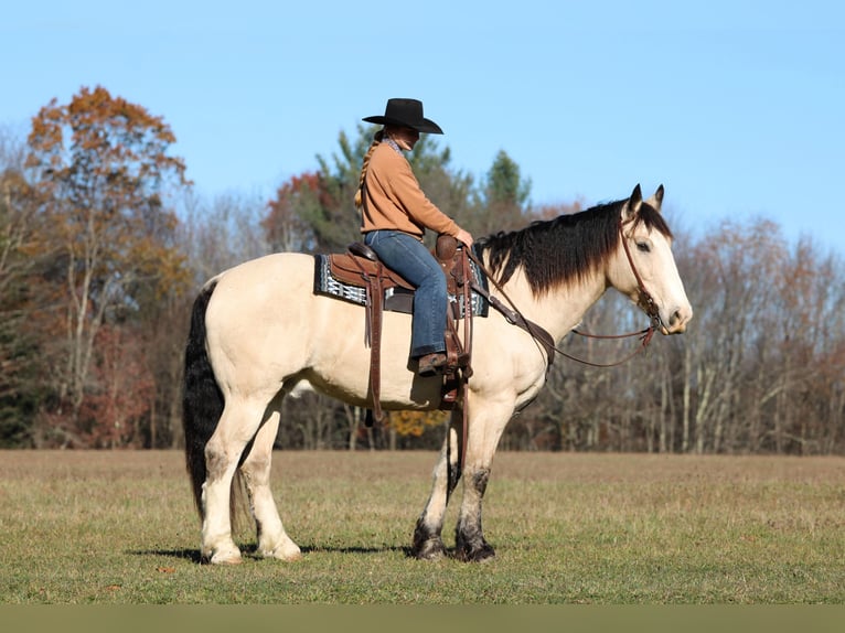 Cheval de trait Croisé Hongre 8 Ans 157 cm Buckskin in Clarion