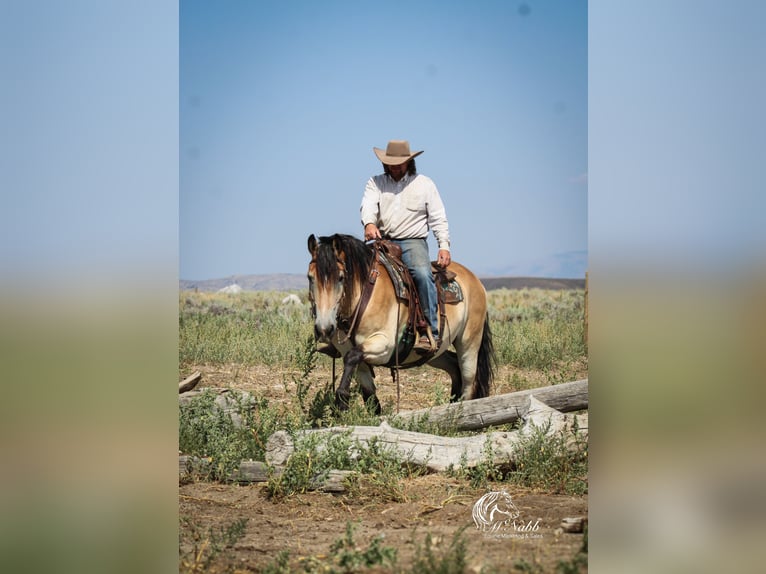 Cheval de trait Croisé Hongre 8 Ans 157 cm Buckskin in Cody