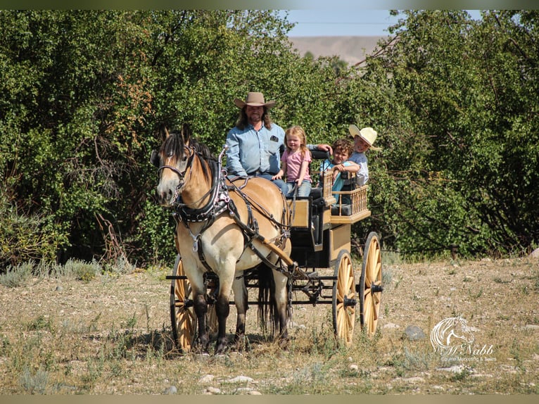 Cheval de trait Croisé Hongre 8 Ans 157 cm Buckskin in Cody