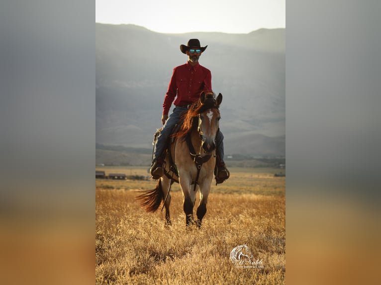 Cheval de trait Croisé Hongre 8 Ans 157 cm Buckskin in Cody