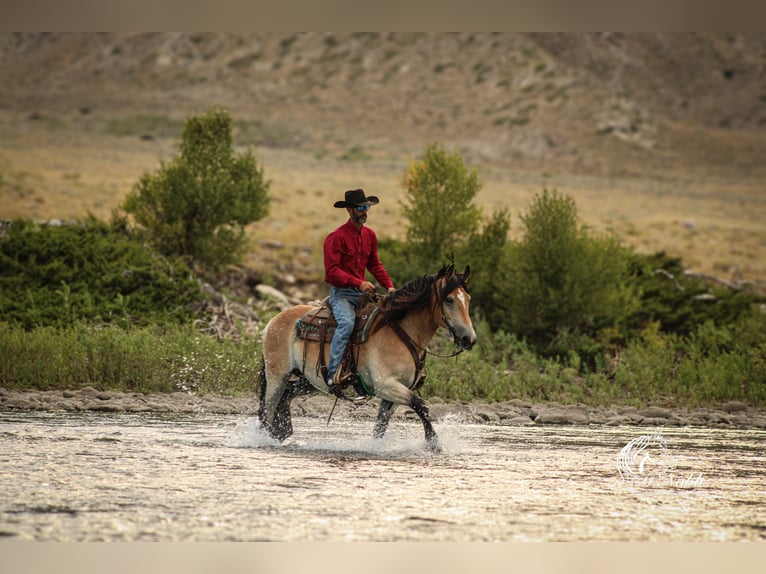 Cheval de trait Croisé Hongre 8 Ans 157 cm Buckskin in Cody