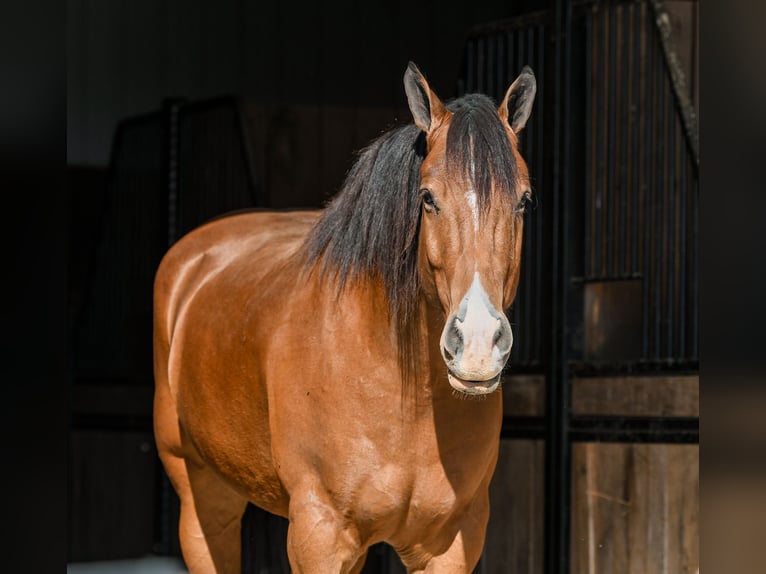 Cheval de trait Croisé Hongre 8 Ans 160 cm Bai cerise in Sullivan, IL