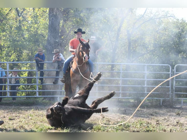 Cheval de trait Croisé Hongre 8 Ans 160 cm Bai cerise in Sullivan, IL