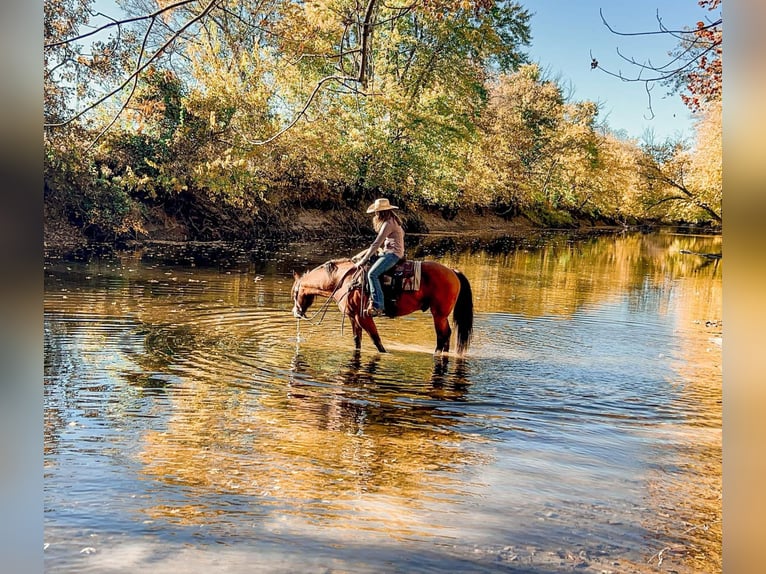 Cheval de trait Croisé Hongre 8 Ans 160 cm Bai cerise in Sullivan, IL