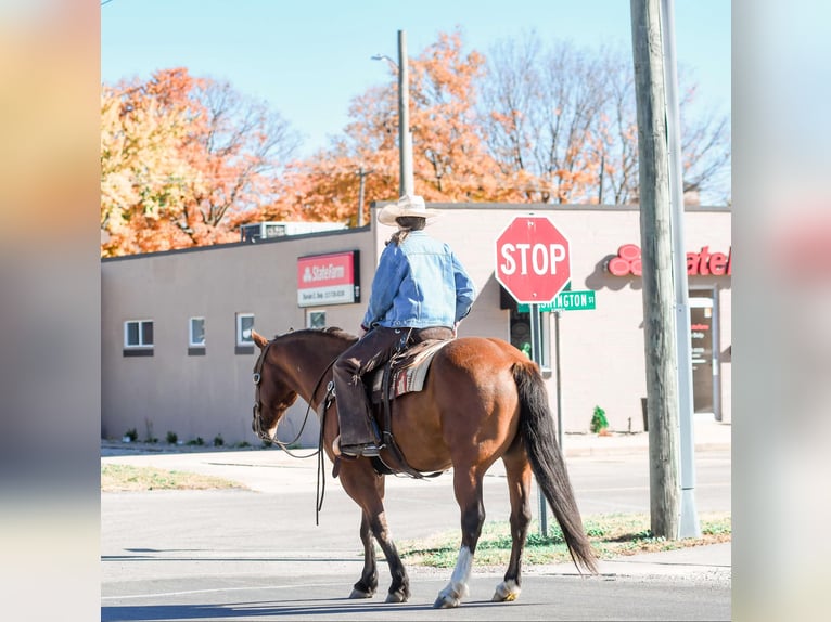 Cheval de trait Croisé Hongre 8 Ans 160 cm Bai cerise in Sullivan, IL