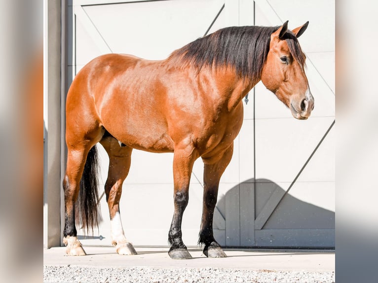 Cheval de trait Croisé Hongre 8 Ans 160 cm Bai cerise in Sullivan, IL