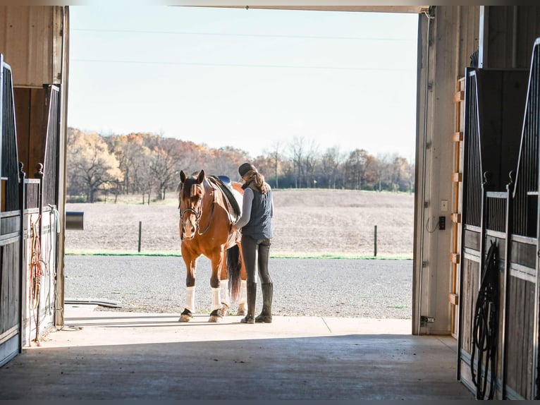 Cheval de trait Croisé Hongre 8 Ans 160 cm Bai cerise in Sullivan, IL