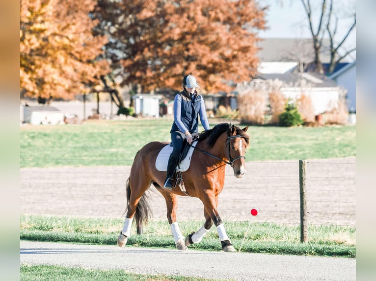 Cheval de trait Croisé Hongre 8 Ans 160 cm Bai cerise in Sullivan, IL