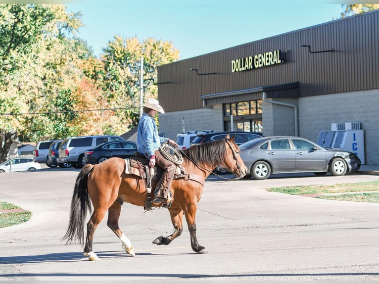 Cheval de trait Croisé Hongre 8 Ans 160 cm Bai cerise in Sullivan, IL