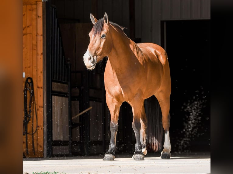 Cheval de trait Croisé Hongre 8 Ans 160 cm Bai cerise in Sullivan, IL