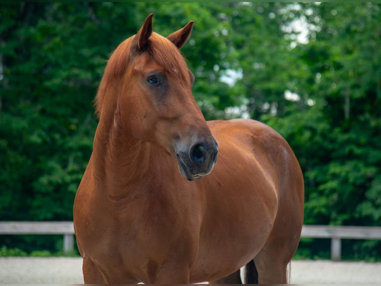 Cheval de trait Croisé Hongre 8 Ans 163 cm Alezan cuivré in Ocala