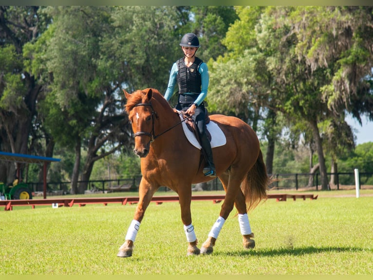 Cheval de trait Croisé Hongre 8 Ans 163 cm Alezan cuivré in Ocala