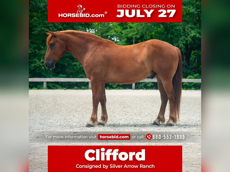 Cheval de trait Croisé Hongre 8 Ans 163 cm Alezan cuivré in Ocala