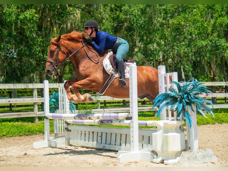 Cheval de trait Croisé Hongre 8 Ans 163 cm Alezan cuivré in Ocala