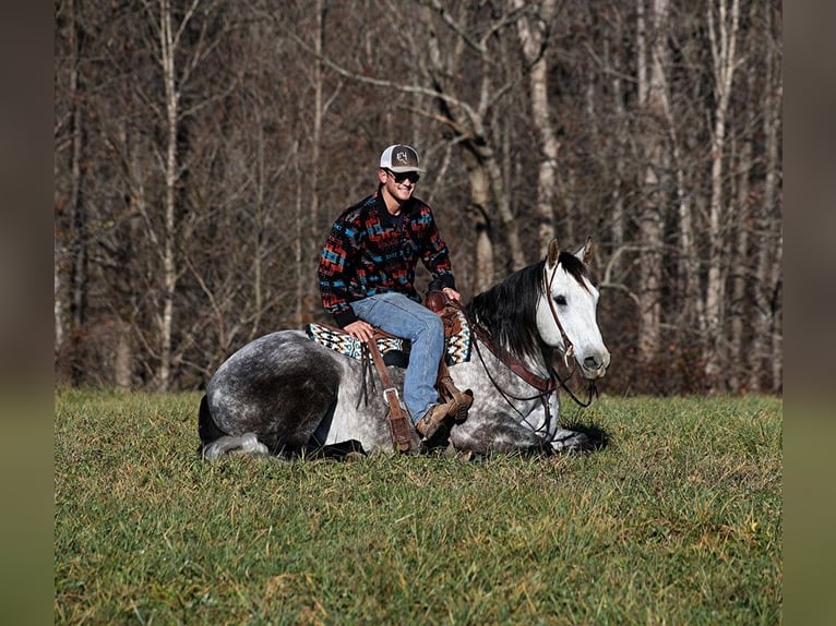 Cheval de trait Hongre 8 Ans 163 cm Gris pommelé in Somerset