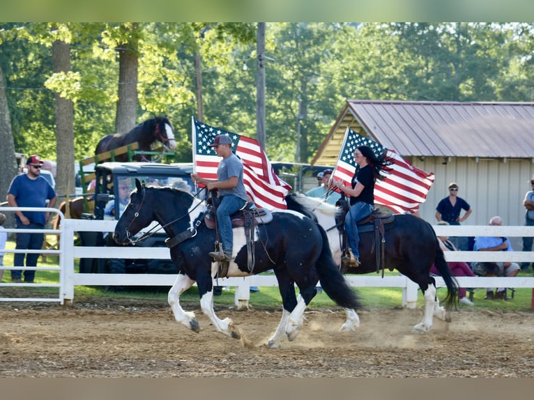 Cheval de trait Croisé Hongre 8 Ans 163 cm Pinto in Crab Orchard