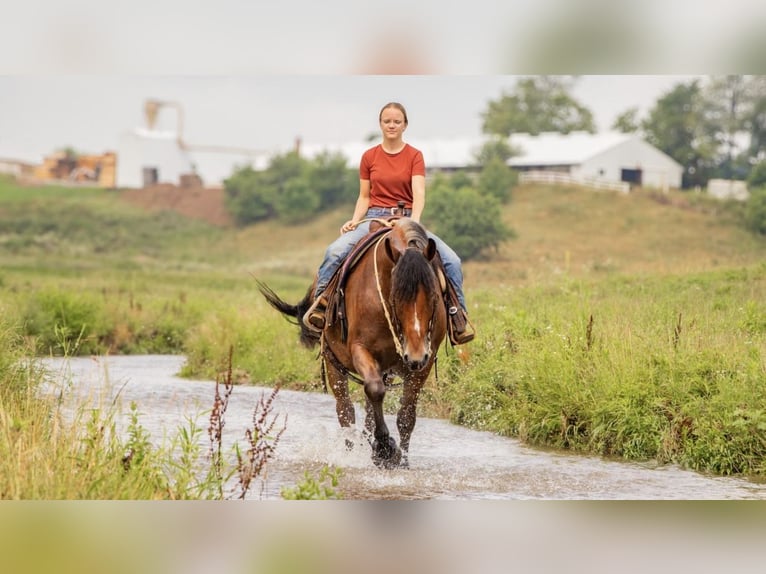 Cheval de trait Croisé Hongre 8 Ans 163 cm Roan-Bay in Ponder