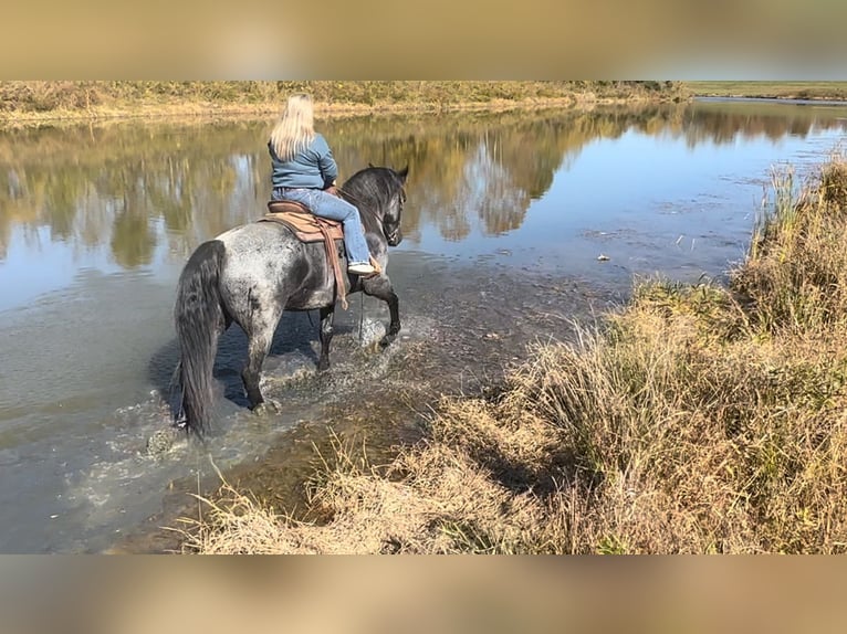 Cheval de trait Croisé Hongre 8 Ans 163 cm Rouan Bleu in Henderson, KY