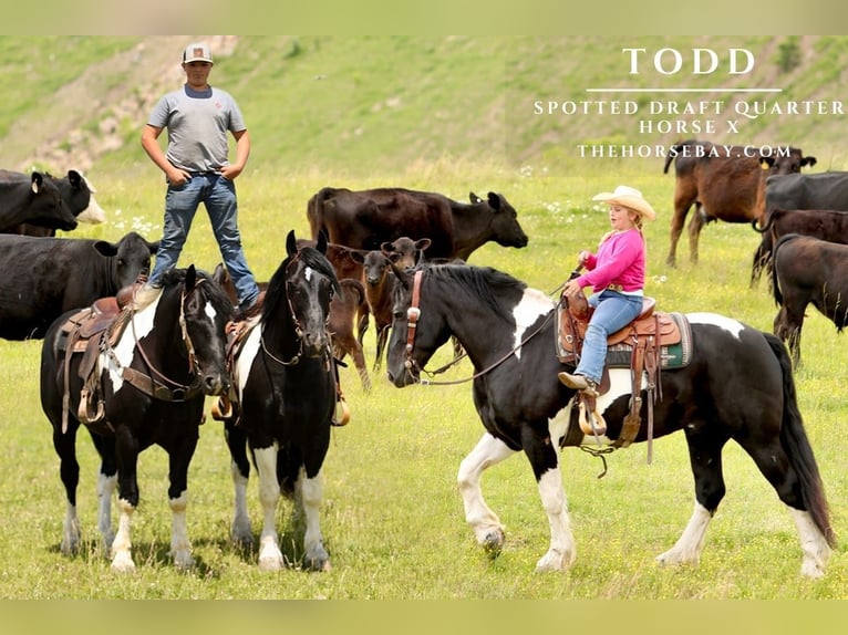 Cheval de trait Croisé Hongre 8 Ans 163 cm  in Crab Orchard, KY
