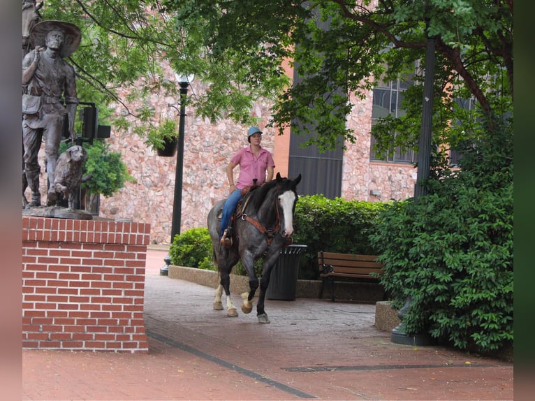 Cheval de trait Hongre 8 Ans 165 cm Rouan Bleu in Rusk TX