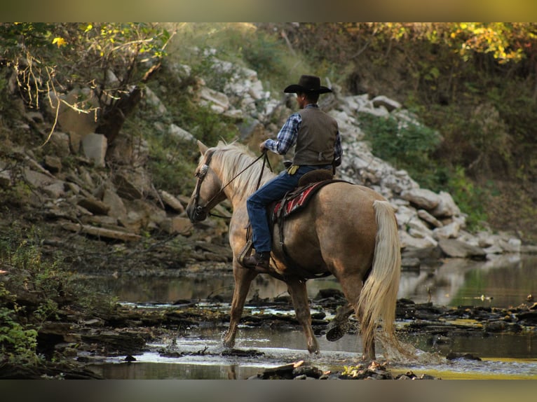 Cheval de trait Croisé Hongre 8 Ans 168 cm Palomino in Baxter Springs