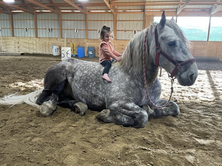 Cheval de trait Hongre 8 Ans 170 cm Gris pommelé in Warsaw, NY