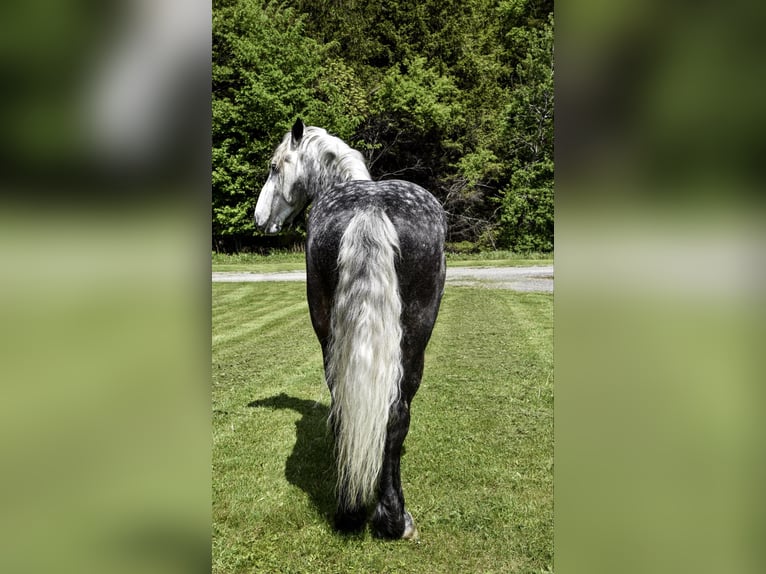 Cheval de trait Hongre 8 Ans 170 cm Gris pommelé in Warsaw, NY