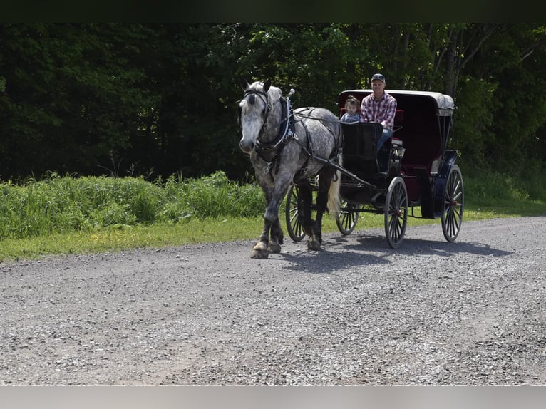 Cheval de trait Hongre 8 Ans 170 cm Gris pommelé in Warsaw, NY