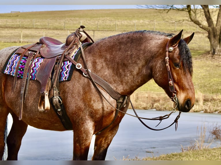 Cheval de trait Croisé Hongre 8 Ans 170 cm Roan-Bay in Fresno