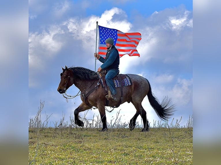 Cheval de trait Croisé Hongre 8 Ans 170 cm Roan-Bay in Fresno