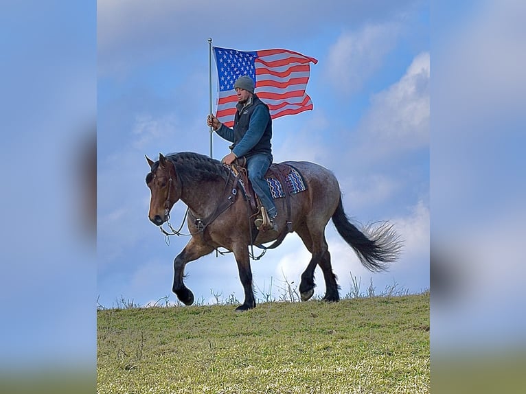 Cheval de trait Croisé Hongre 8 Ans 170 cm Roan-Bay in Fresno