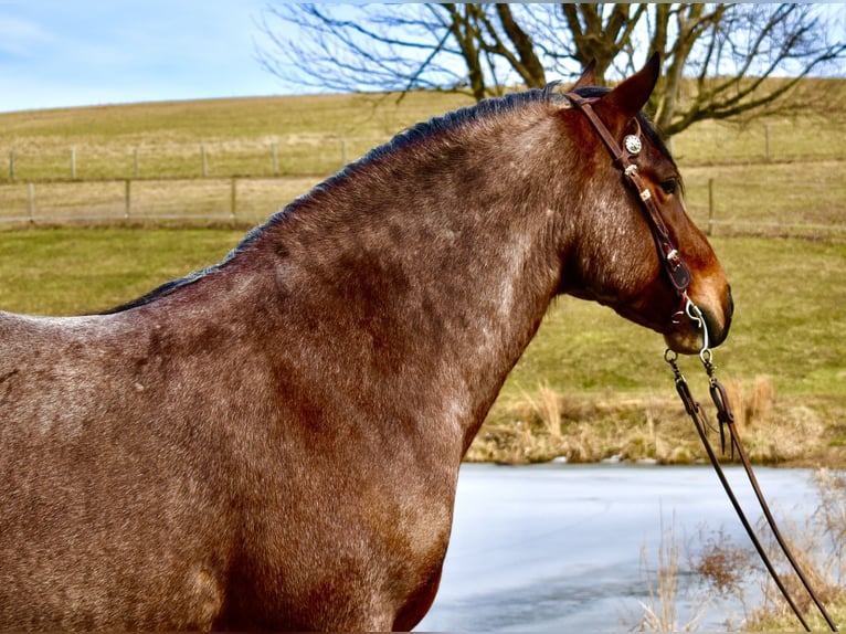 Cheval de trait Croisé Hongre 8 Ans 170 cm Roan-Bay in Fresno