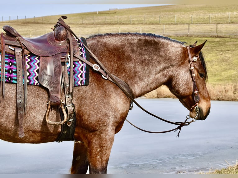 Cheval de trait Croisé Hongre 8 Ans 170 cm Roan-Bay in Fresno