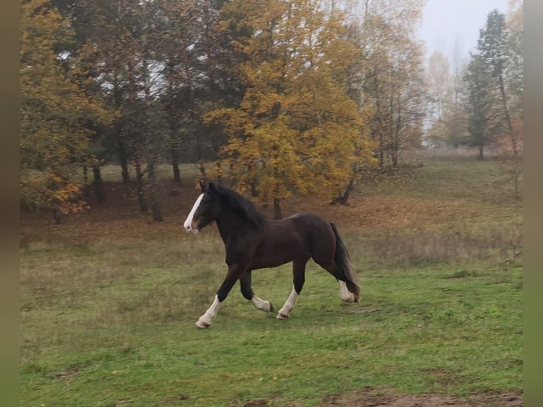 Cheval de trait Croisé Hongre 8 Ans 173 cm Bai cerise in Vilnius