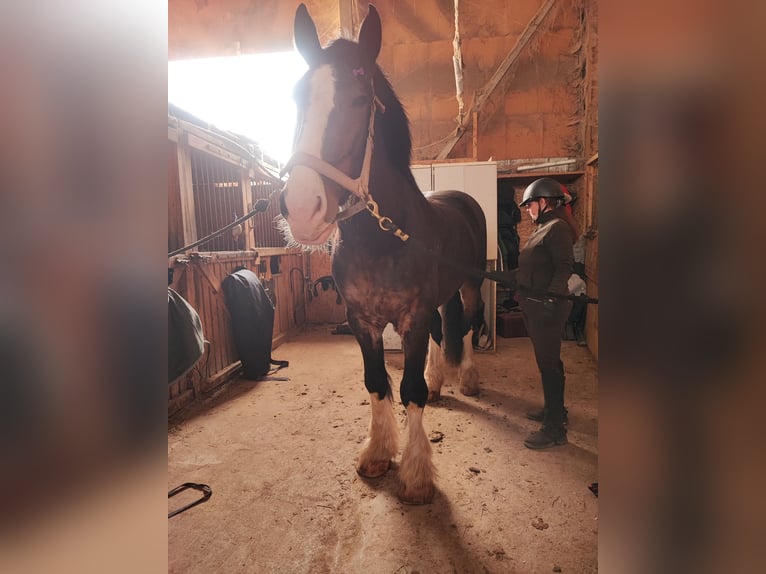 Cheval de trait Croisé Hongre 8 Ans 173 cm Bai cerise in Vilnius