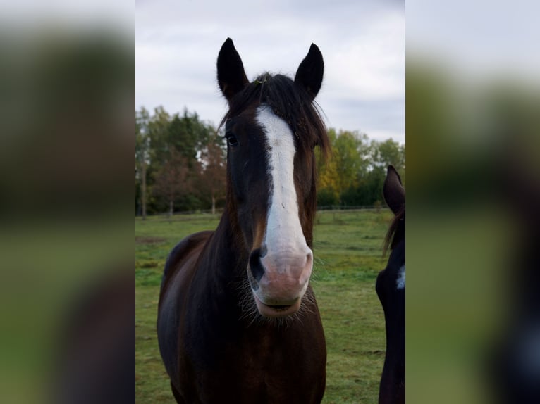 Cheval de trait Croisé Hongre 8 Ans 173 cm Bai cerise in Vilnius